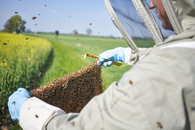 Regionale Bienenvölker per Mausklick bestellen