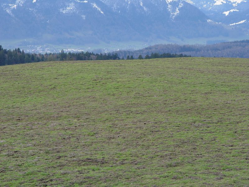 Schermäuse: Ausbrüche in Wellen