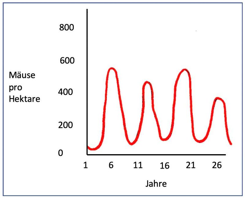 Schermäuse: Ausbrüche in Wellen