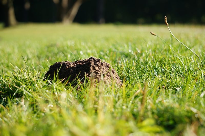 Schermäuse: Ausbrüche in Wellen