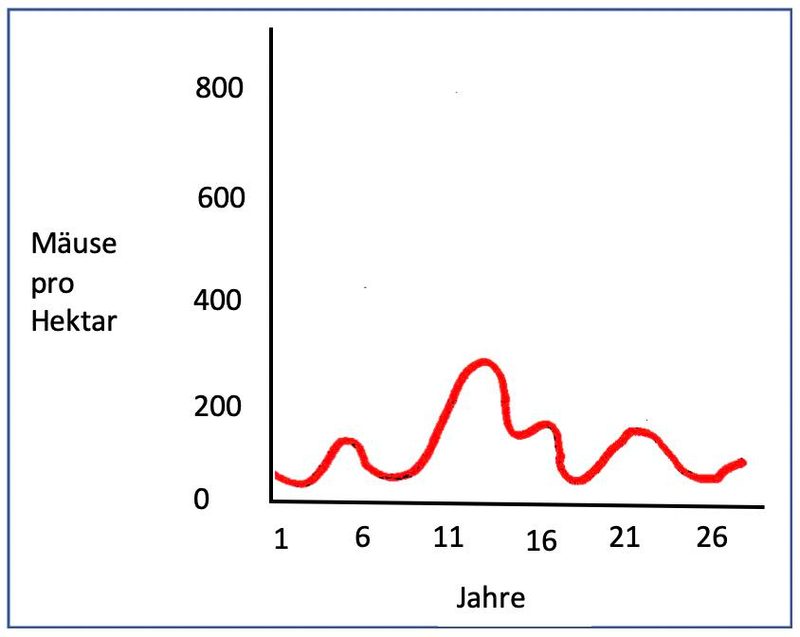 Schermäuse: Ausbrüche in Wellen