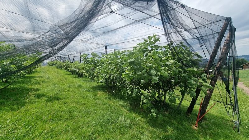 Familie Stocker produziert als einzige frische Schweizer Feigen