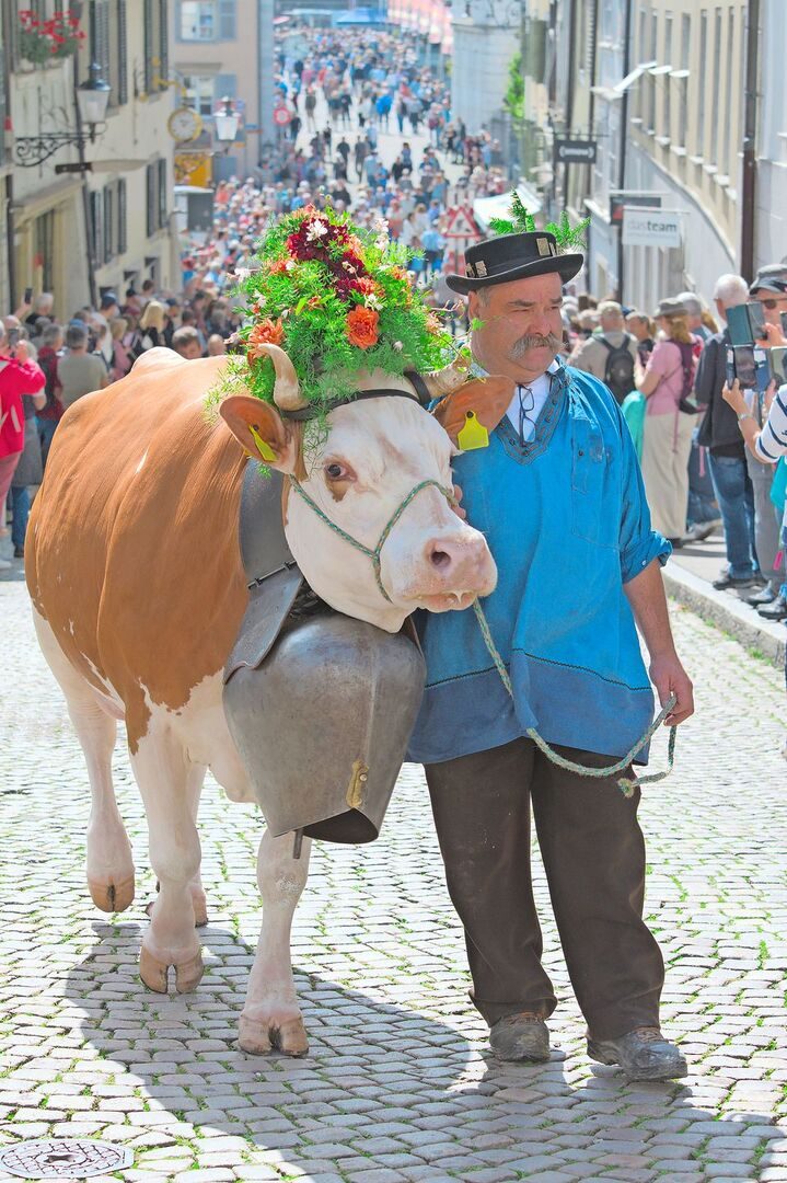 Die Kühe wurden für den Alpabzug wunderschön geschmückt. Das Treichelgeläut hallte durch die Altstadt.
