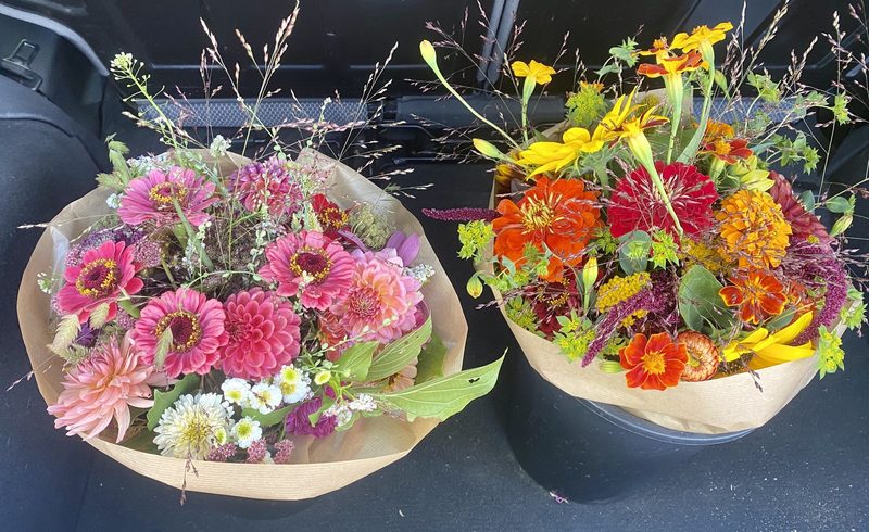 Nachhaltige Schnittblumen auf dem Hof produzieren: Susanna Brönnimann gibt Einblicke in ihre Anfänge