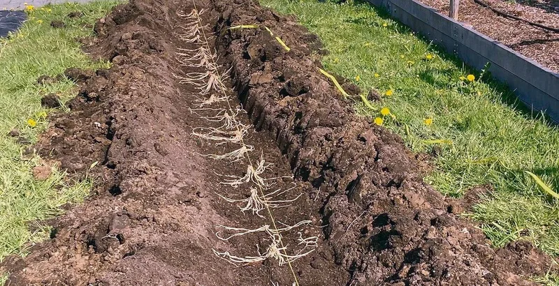 Die Rhizome der grünen Spargeln werden spinnenförmig im vorbereiteten Beet platziert. Nach drei Jahren erfolgt die erste Ernte.