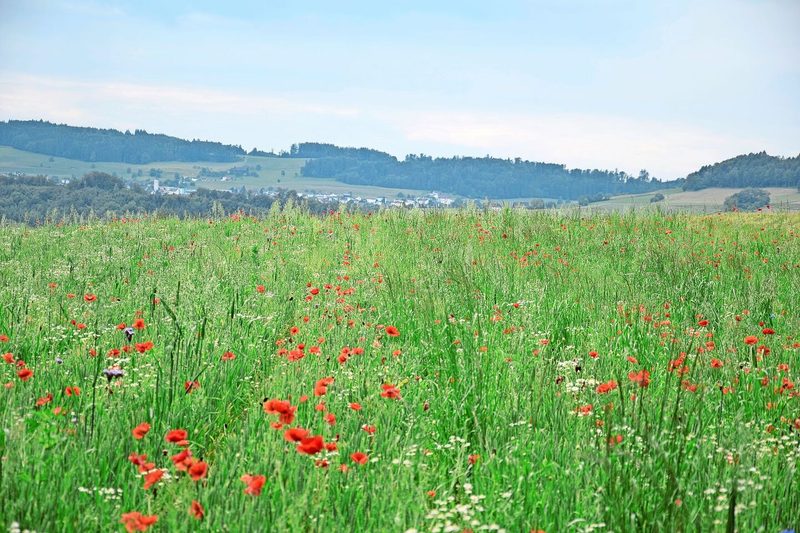 Adrian Muff hat die Winterweizen-Sorte Nara gesät. Der sehr lückige Bestand bietet reichlich Platz für Wildpflanzen, Insekten und Tiere.