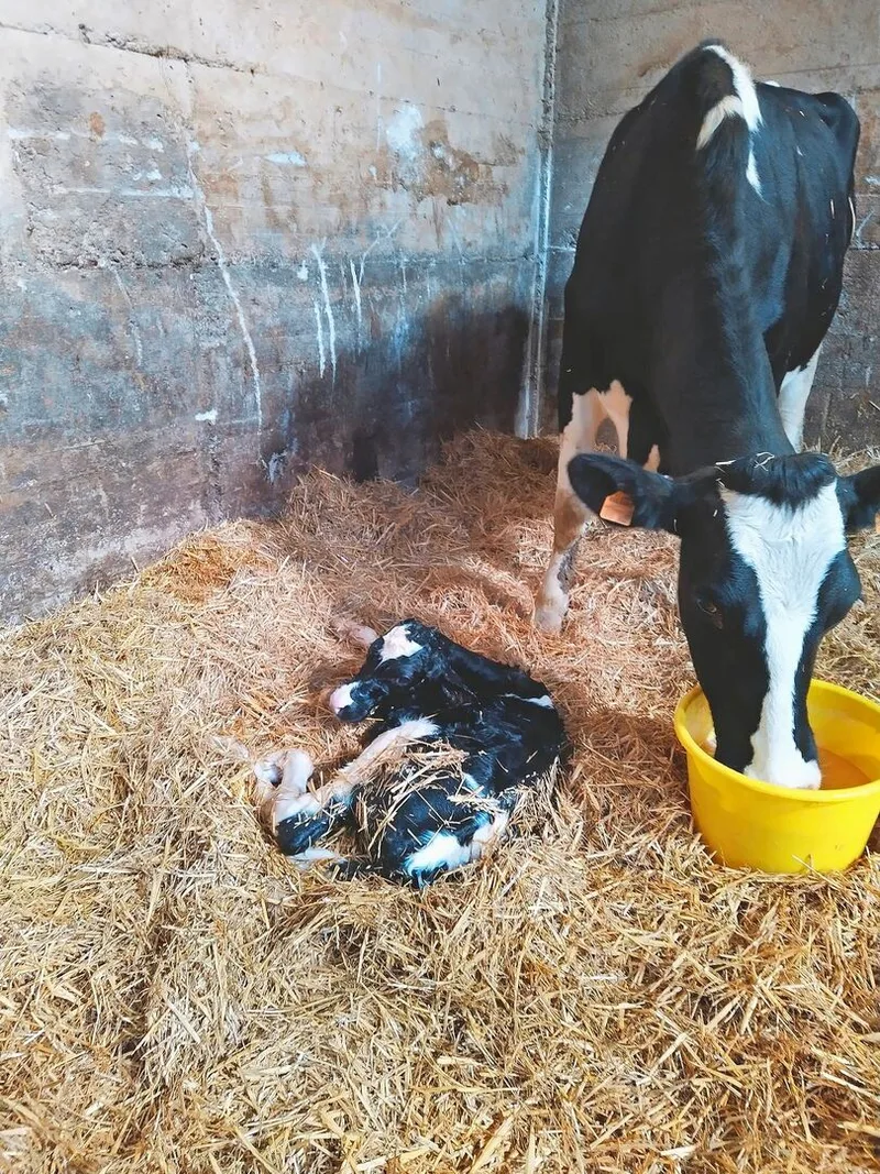 Ein Kalb ist geboren: 65 Milchkühe leben auf dem Betrieb von Lena Junker und ihrem Partner Mathieu.