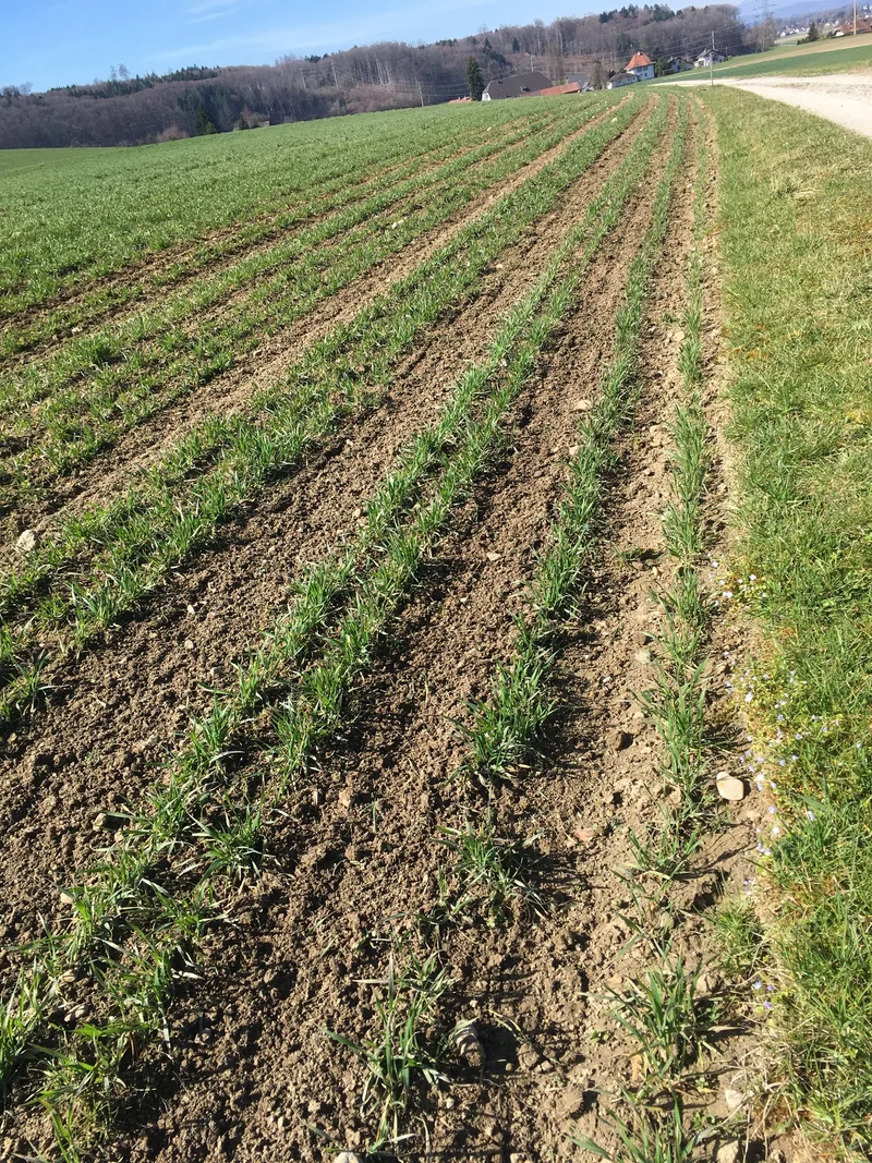 Getreidefeld, in weiten Reihen angesät.