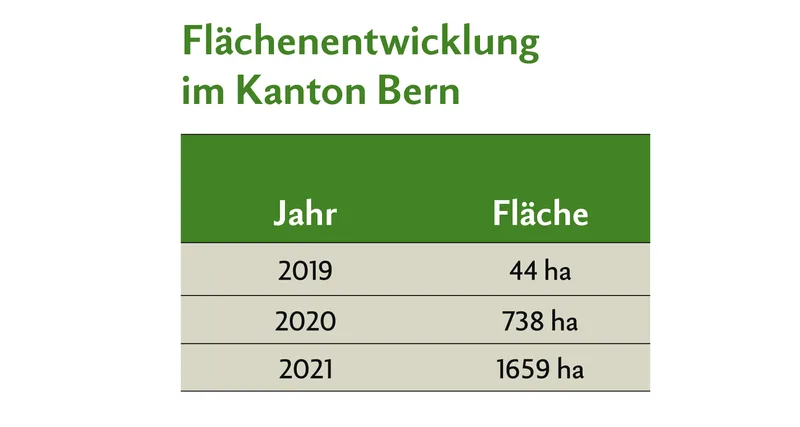 Tabelle zur Flächenentwicklung der Getreide in weiten Reihen im Kanton Bern, von 2019 bis und mit 2021.