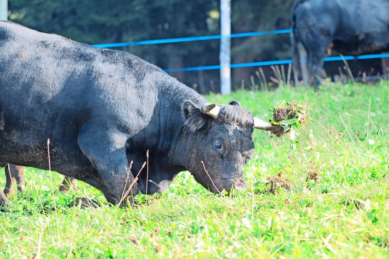 Mit ihren behornten Köpfen traktieren die kräftigen Tiere den Boden und reissen ganze Erdstücke aus.