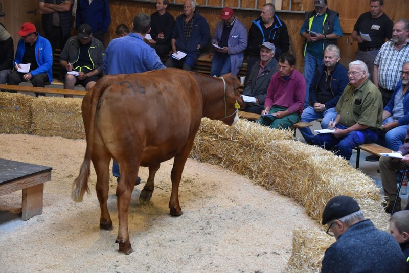 Gedrückte Preise an der Auktion Schüpbach: 4400 Franken galt Kohler Leandro Vreni