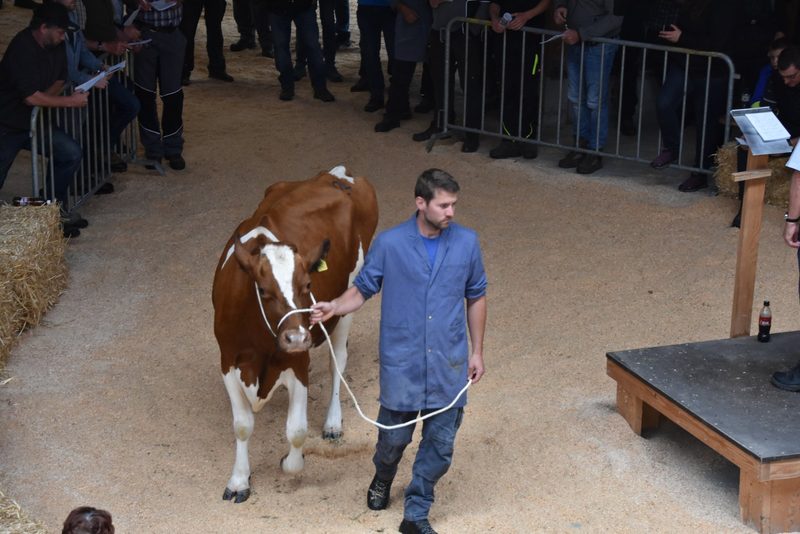 Gedrückte Preise an der Auktion Schüpbach: 4400 Franken galt Kohler Leandro Vreni