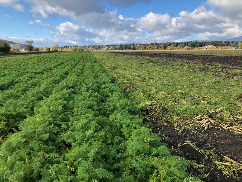 Erntereife Pfälzerrüebli auf dem Feld
