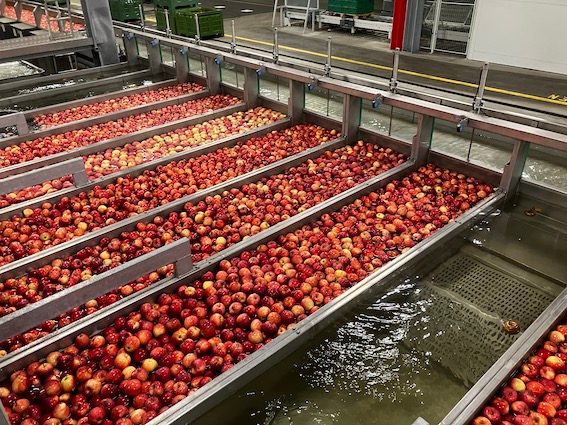 «Die Äpfel geben sich bei uns die Klinke in die Hand»