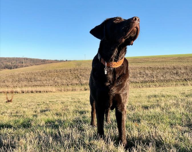 Noch blickt der Labrador-Rüde von Redaktorin Lisa McKenna dem Sommer entspannt entgegen. Um über Praxiserfahrungen mit natürlichen Mitteln gegen Zecken informieren zu können, testen die beiden einige Naturprodukte und berichten monatlich über Anschaffungs