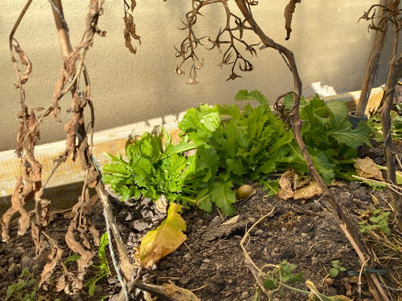 Porträt: Hier isst der Gast, was im Garten wächst