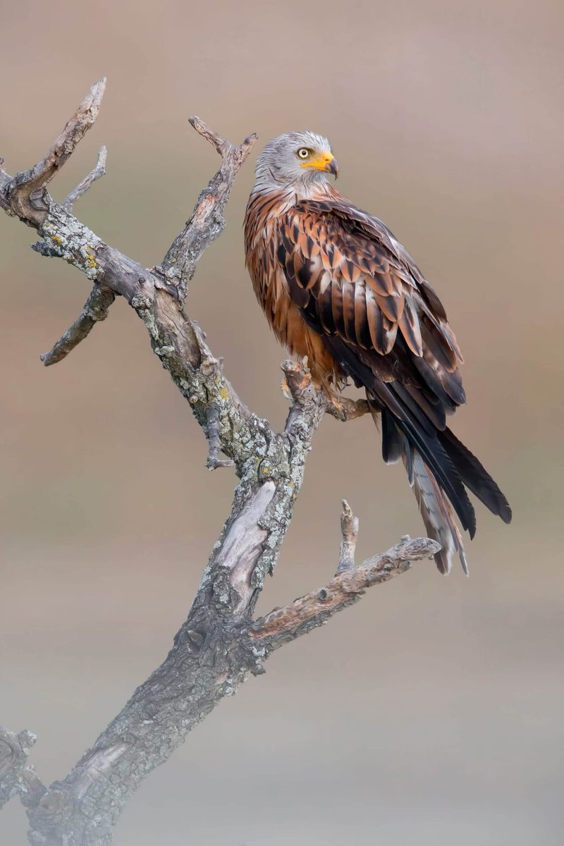 Der Vogelwarte-Fotowettbewerb zeigt die Pracht und Vielfalt der Vogelwelt
