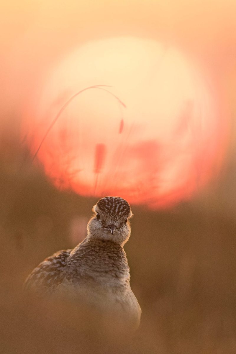 Der Vogelwarte-Fotowettbewerb zeigt die Pracht und Vielfalt der Vogelwelt