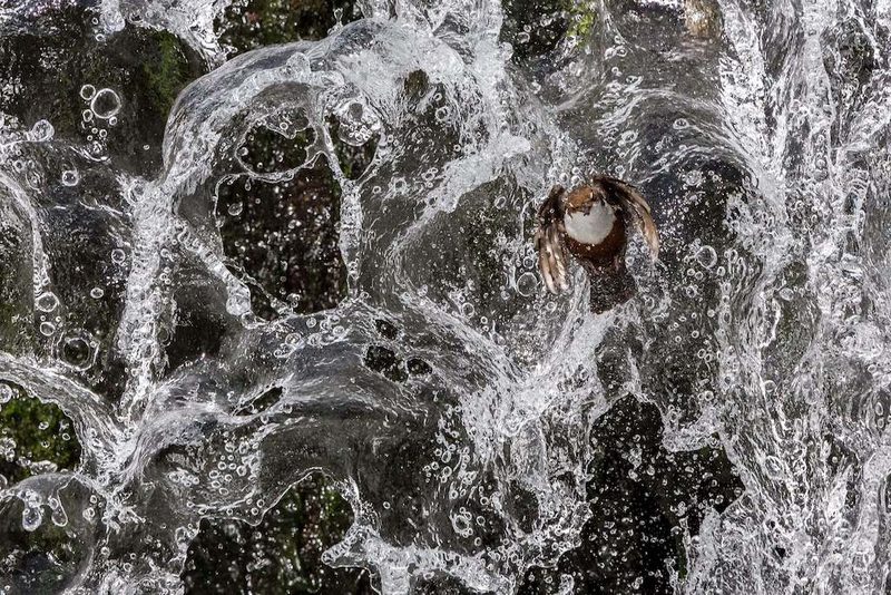 Der Vogelwarte-Fotowettbewerb zeigt die Pracht und Vielfalt der Vogelwelt