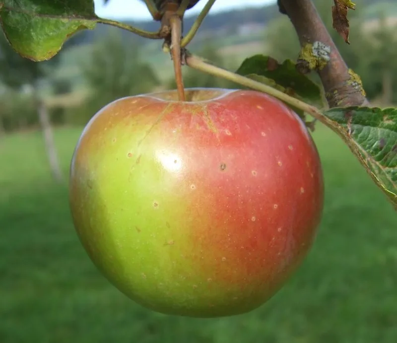 Obstbau: Bären halfen Äpfel züchten