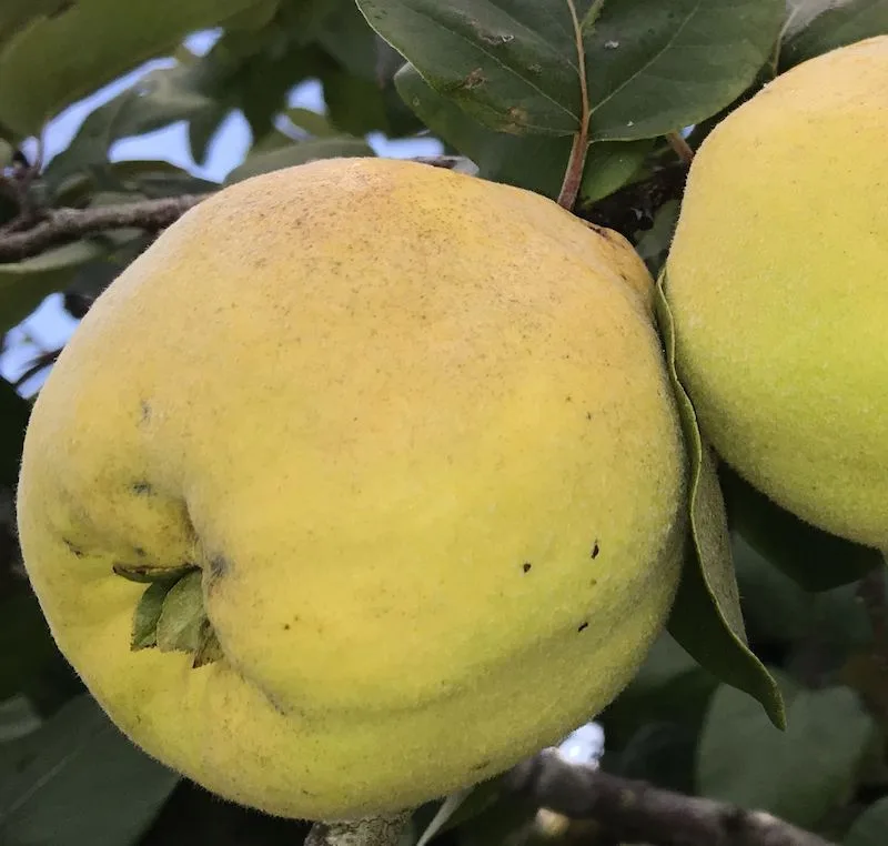 Obstbau: Bären halfen Äpfel züchten