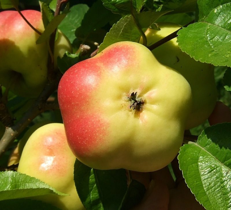 Obstbau: Bären halfen Äpfel züchten
