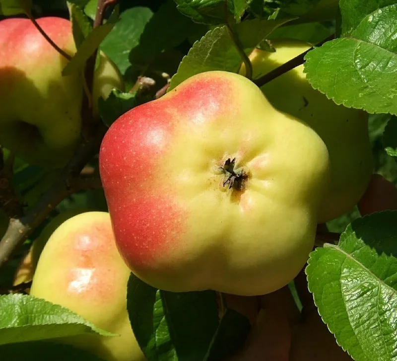Obstbau: Bären halfen Äpfel züchten