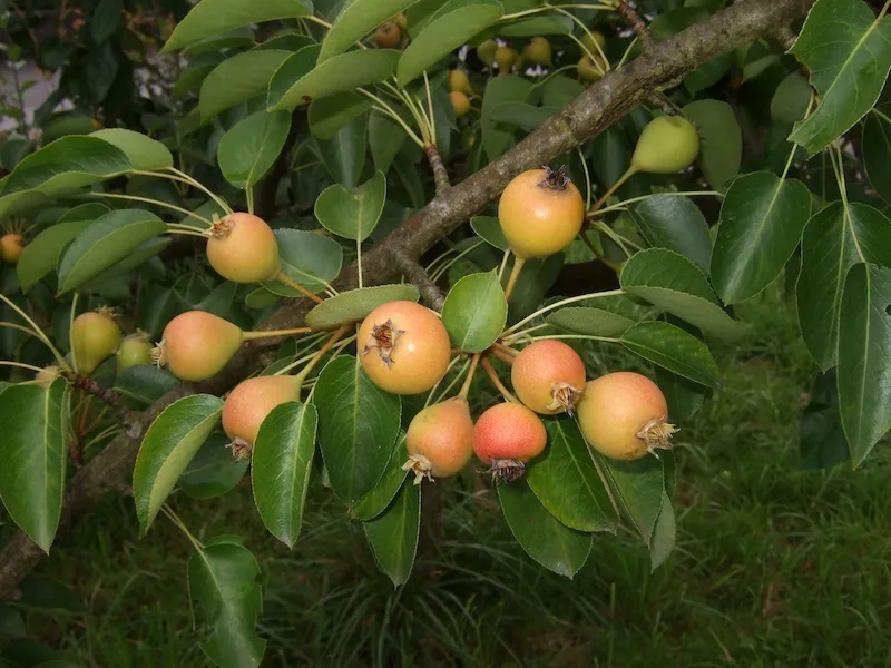 Obstbau: Bären halfen Äpfel züchten