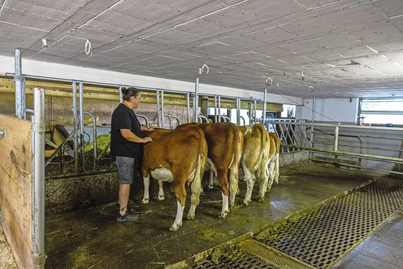 Am vorhandenen Anbindestall konnten dank der kleinen Hinterwälder-Mutterkühe die Abmessungen am Läger für die weitere Nutzung belassen werden.