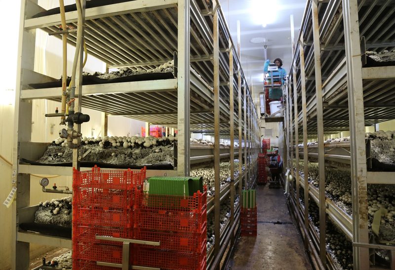 Mit der Kraft des Wassers werden in Aigle Champignons produziert