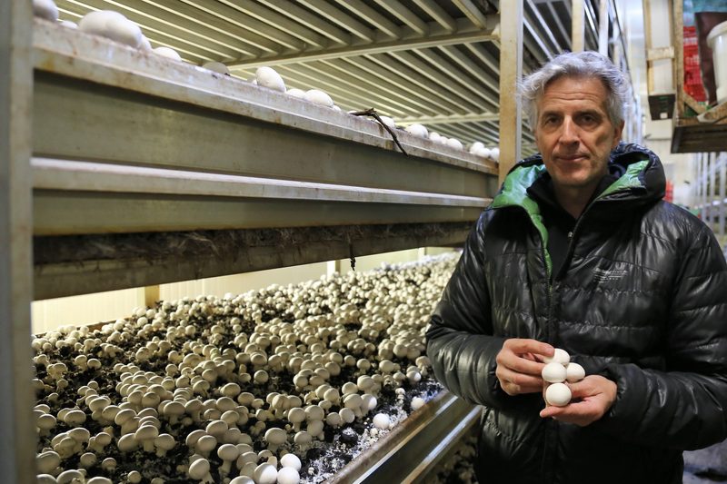 Mit der Kraft des Wassers werden in Aigle Champignons produziert
