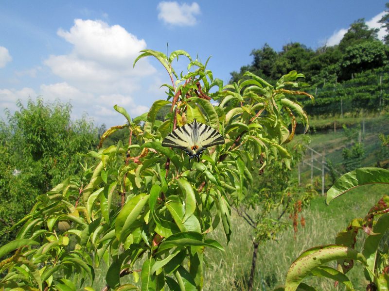 Rote Weinbergpfirsiche als Plus für Weinbauern und Biodiversität