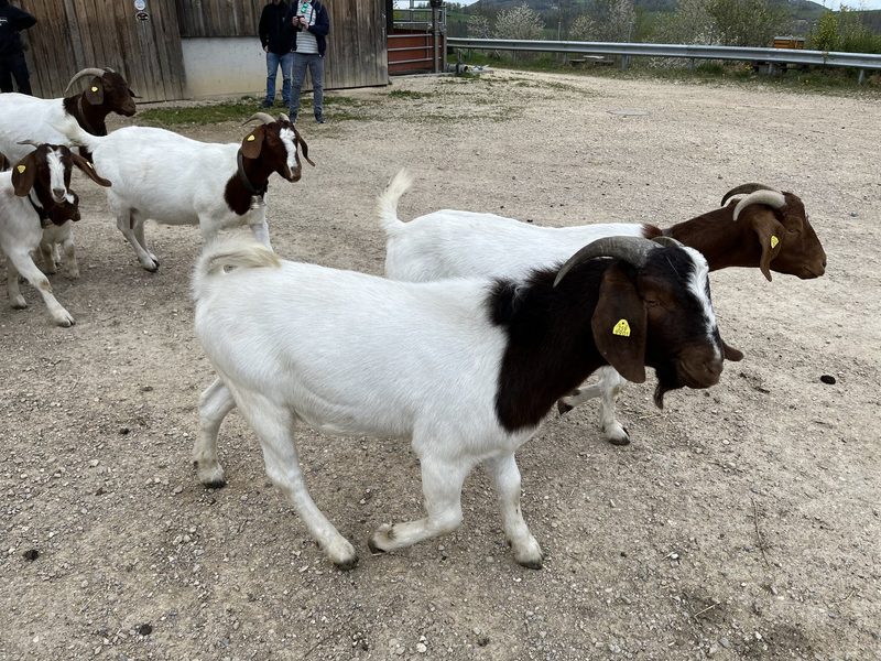 Biohof im Schiessgebiet: Rebekka Strub setzt auf Zebus, Aubrac und Vertrauen