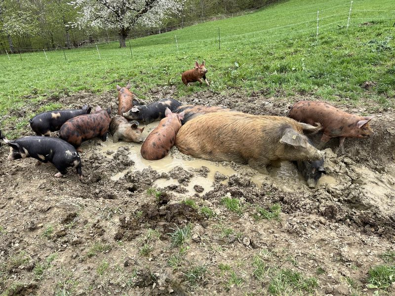 Biohof im Schiessgebiet: Rebekka Strub setzt auf Zebus, Aubrac und Vertrauen