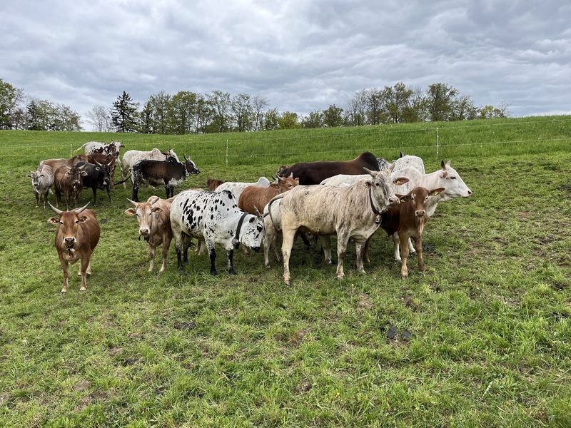 Biohof im Schiessgebiet: Rebekka Strub setzt auf Zebus, Aubrac und Vertrauen