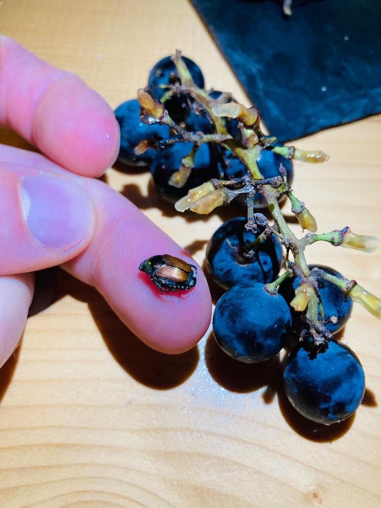 Der Japankäfer reist als blinder Passagier mit den Früchten ein