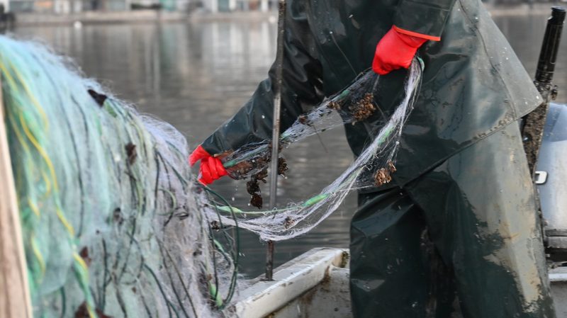 Die Quaggamuschel wird sich in Schweizer Seen weiter ausbreiten