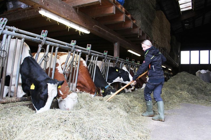 Bei Bedarf hilft Corina Krauer auch im Stall. Die Rinder leben in einem Tiefstreu-Laufstall mit Freilauf.