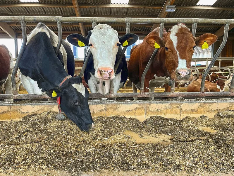 Zwei Kühe strecken ihre Köpfe durch das Gitter und fressen Maissilage vom Futtertisch im Stall.
