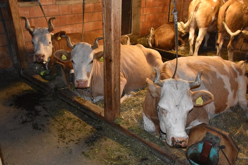 Milch aus dem Anbindestall: Was Coop, Migros und Aldi Suisse planen
