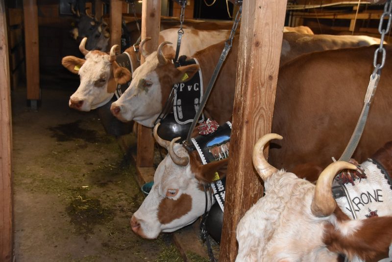 Milch aus dem Anbindestall: Was Coop, Migros und Aldi Suisse planen