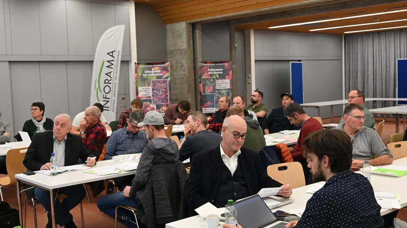 Ein Lichtblick für die Beerenproduzenten ist in Sicht