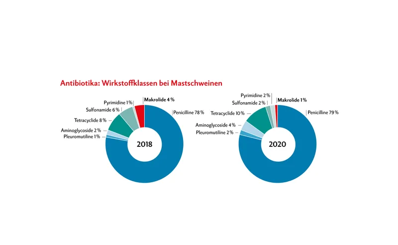 Verbrauch von kritischen Antibiotika bei Schweinen sinkt