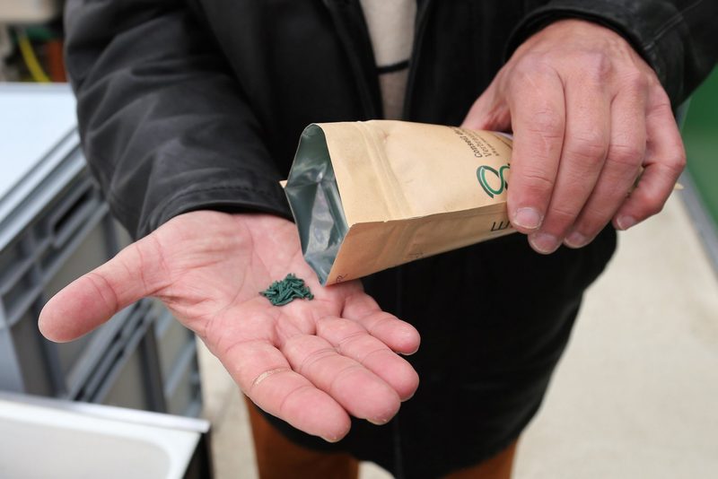 Der Superfood Spirulina ist auf dem Vormarsch