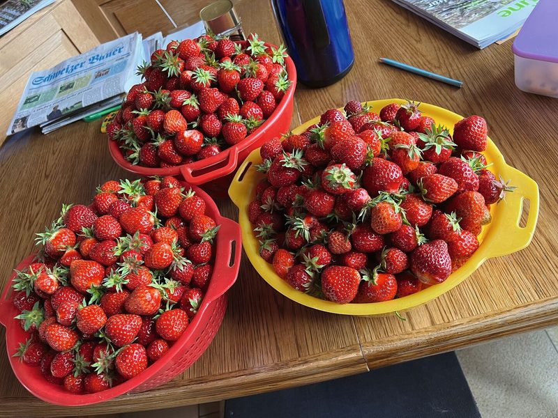 Tagebuch: Auf der Stöckweid werden Erdbeeren gepflückt und neue Spargeln gesetzt