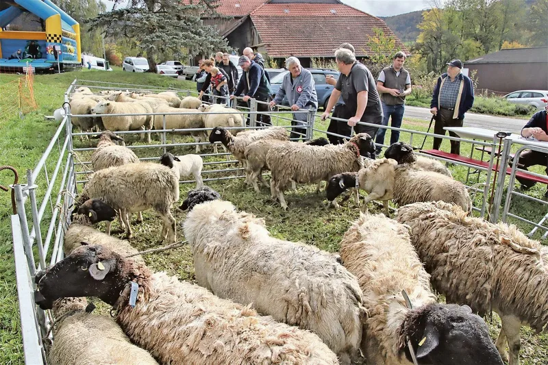 Die Dorperschafe mit dem schwarzen Kopf warten in der vorderen Koppel, schön abgetrennt hinten sind die Texel, dabei handelt es sich um eine Fleischrasse.