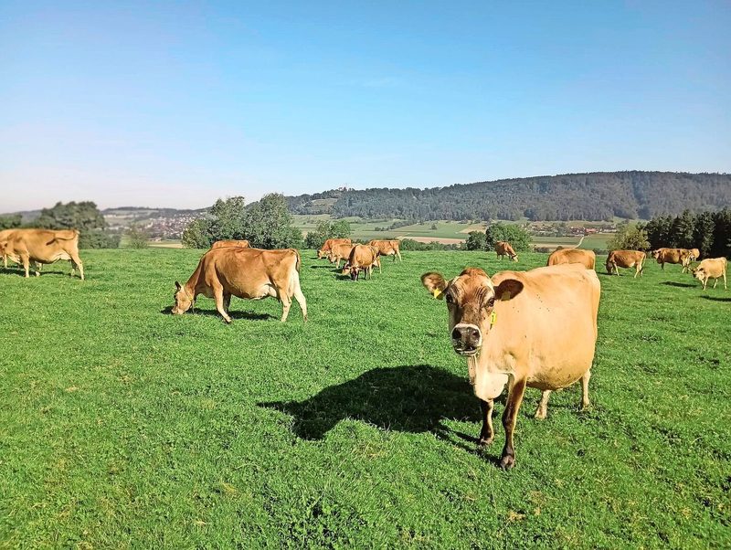 Zwischen Mitte März und Ende Oktober holen sich Sprengers Kühe ihr Futter ausschliesslich auf der Weide.