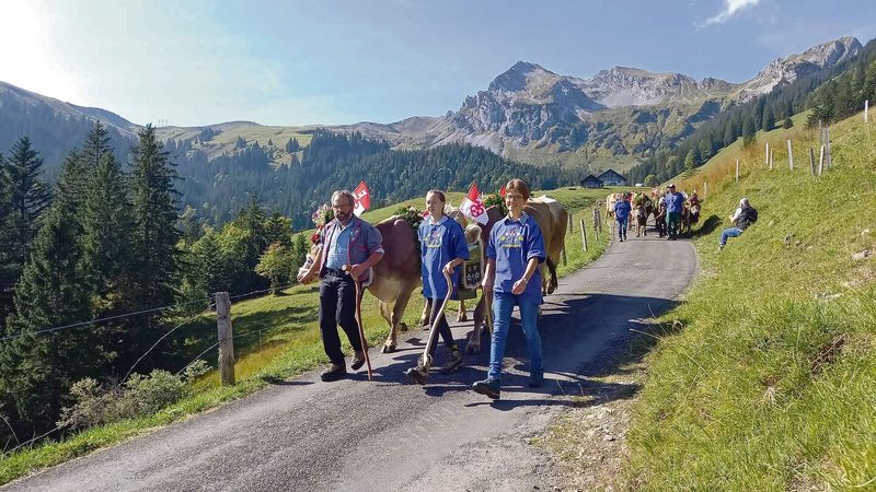 Auf der Alp bestimmen die Kühe den Alltag