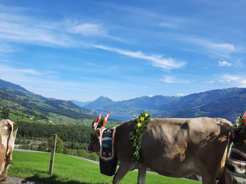 Auf der Alp bestimmen die Kühe den Alltag