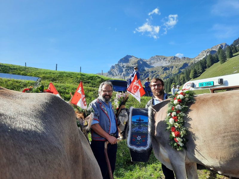 Auf der Alp bestimmen die Kühe den Alltag